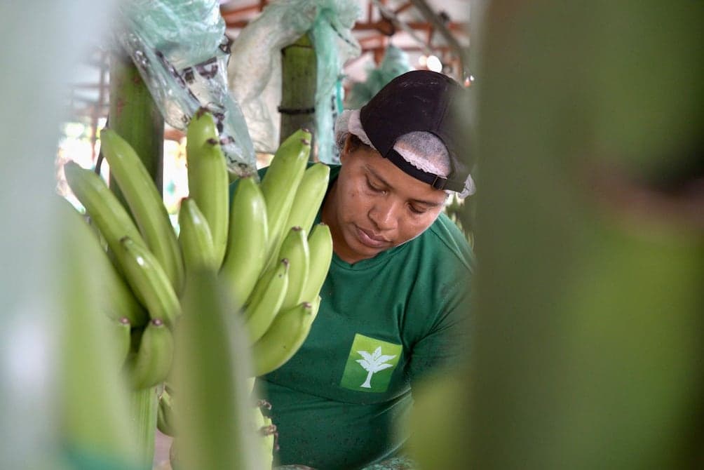 Banano ecuatoriano: crecimiento del 3,38% oculta dependencia